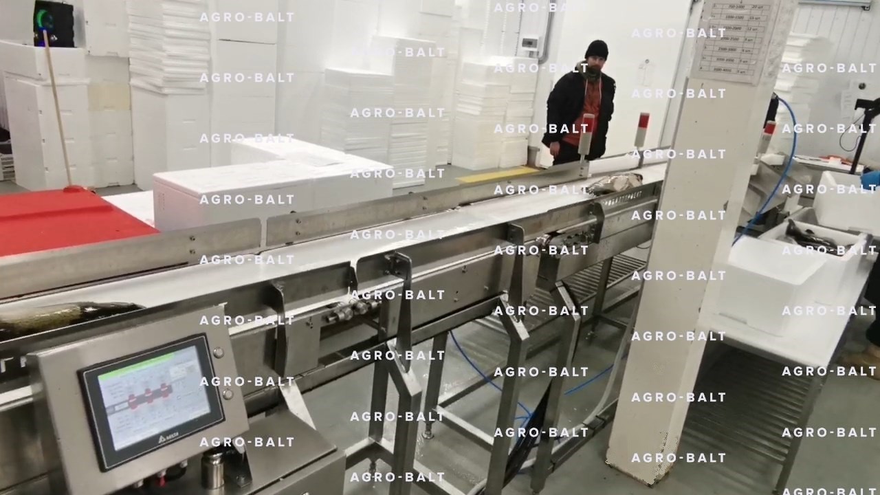 Грейдер тип 139R-6 (динамическая сортировка рыбы по весу)