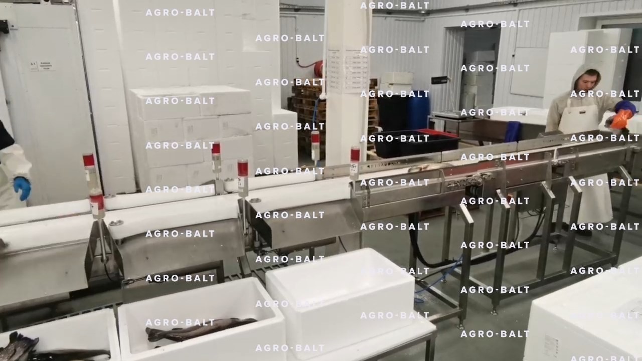 Грейдер тип 139R-6 (динамическая сортировка рыбы по весу)