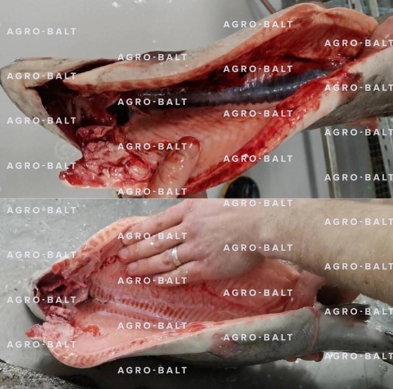 Машина для зачистки кровяной почки тип 624R